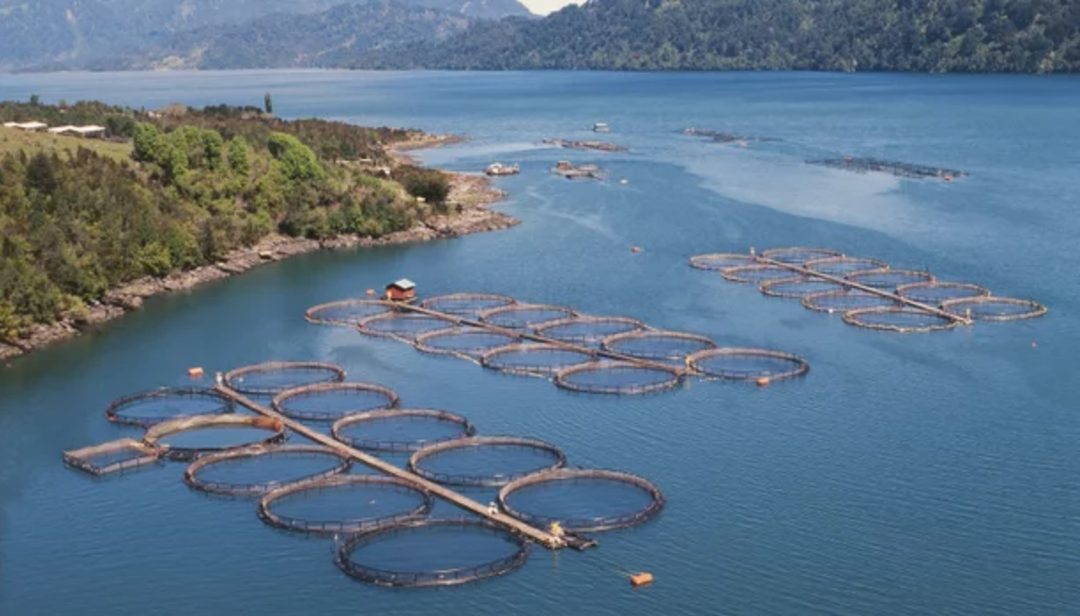Is Training and Education American Aquaculture’s Achilles Heel?